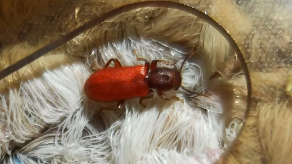 Cléride rouge, photo 3 sur 5