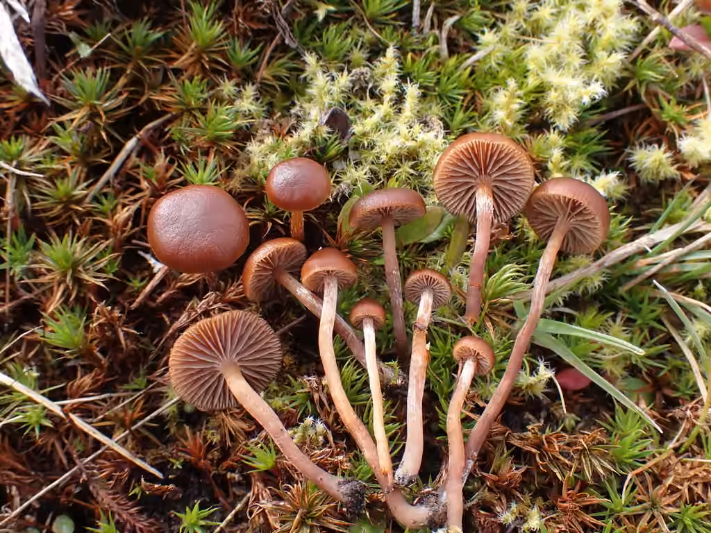 Psilocybe des montagnes