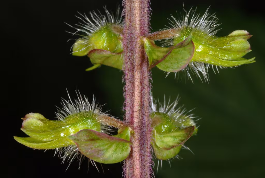 Pérille faux-basilic, En fruits