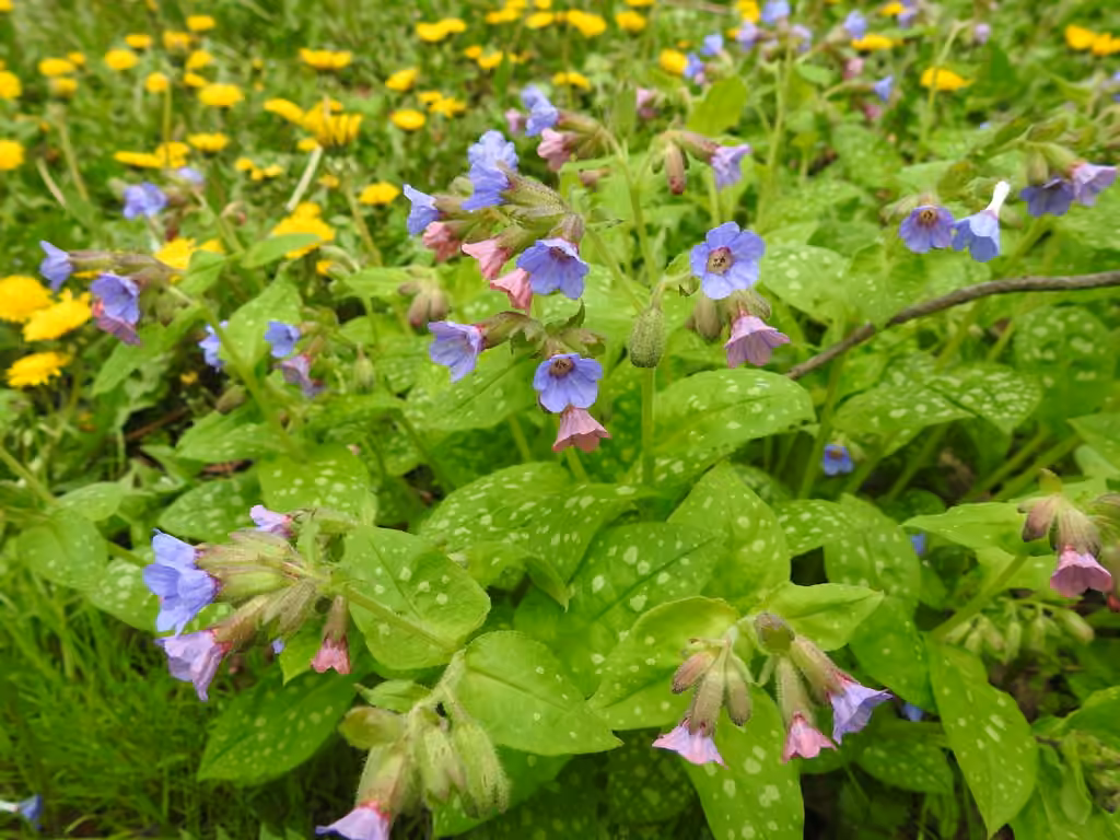 Pulmonaire officinale, En fleurs