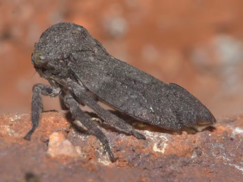 Microcentrus caryae, photo 1 sur 5