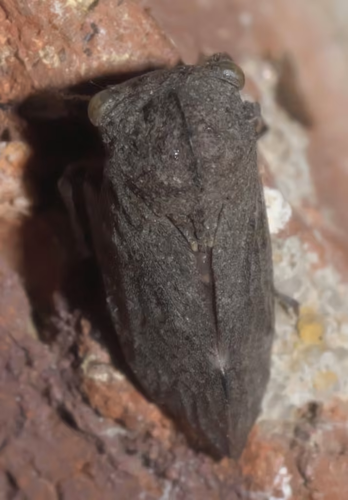 Microcentrus caryae, photo 3 sur 5