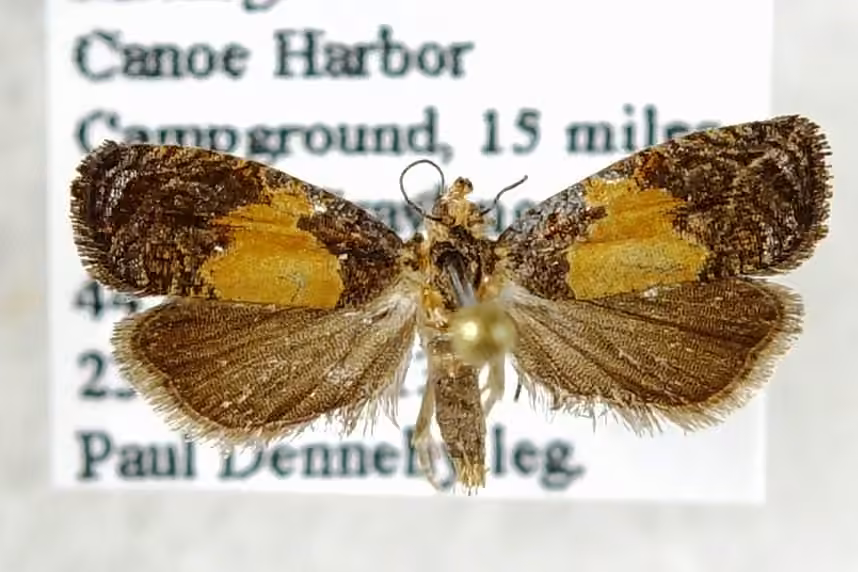 Fern Olethreutes Moth, Adulte
