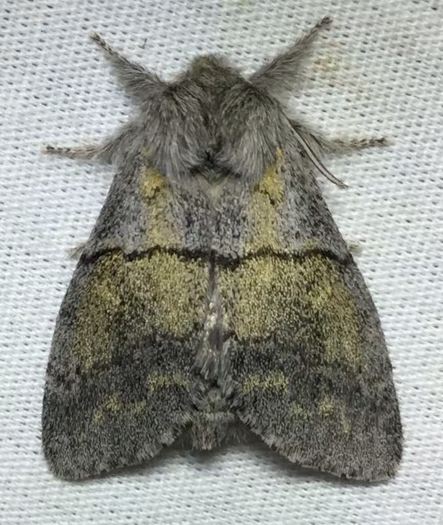 Lintner's Gluphisia Moth, Adult