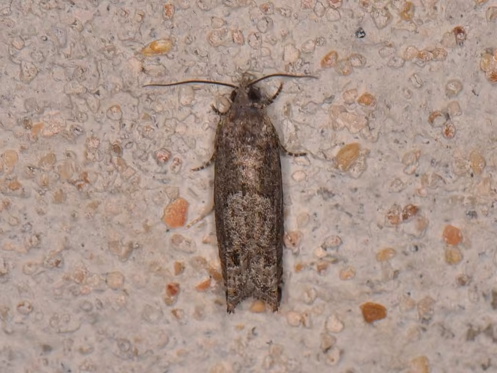 Pale Apple Leafroller Moth, photo 1 of 5