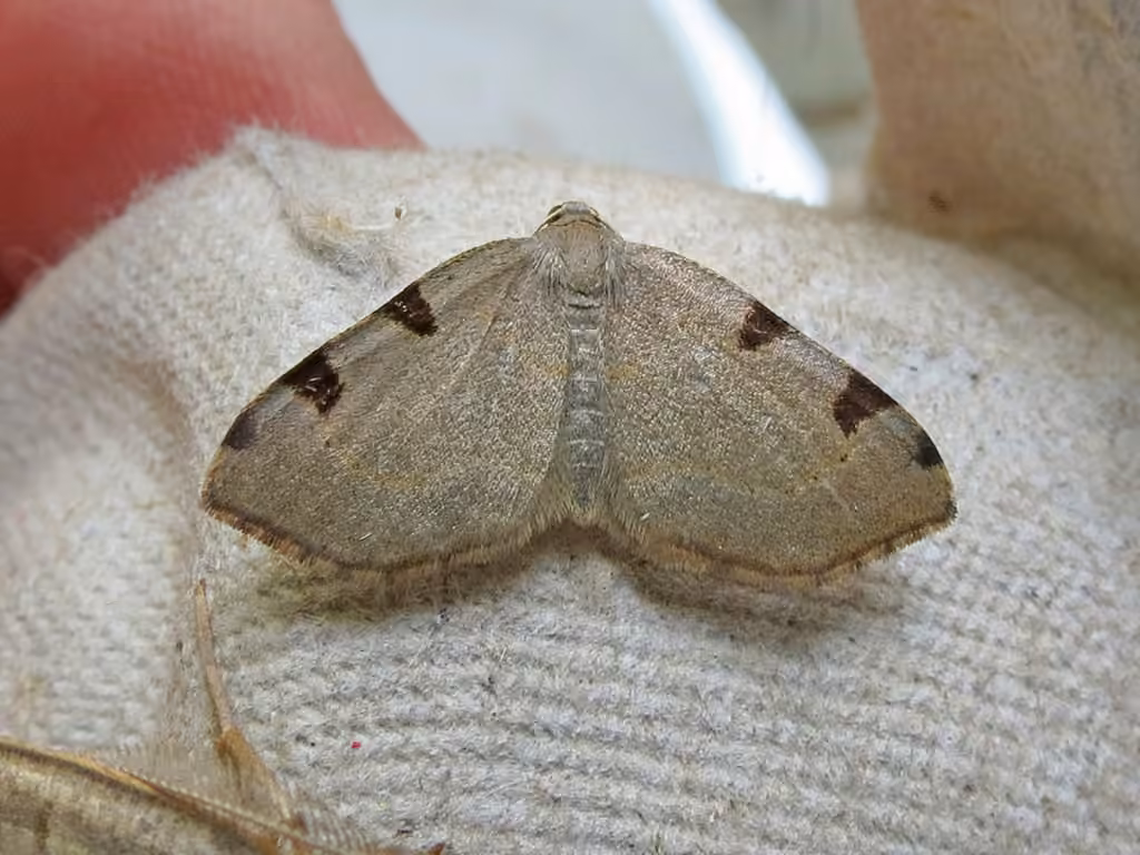 Three-spotted Fillip, Adult