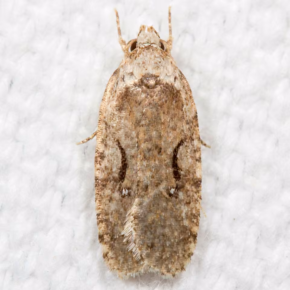 Curved-lined Agonopterix Moth