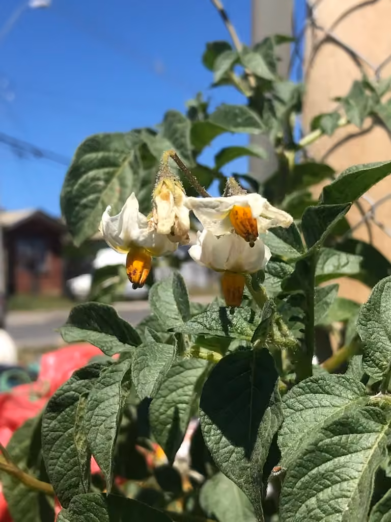 Pomme de terre, En fleurs