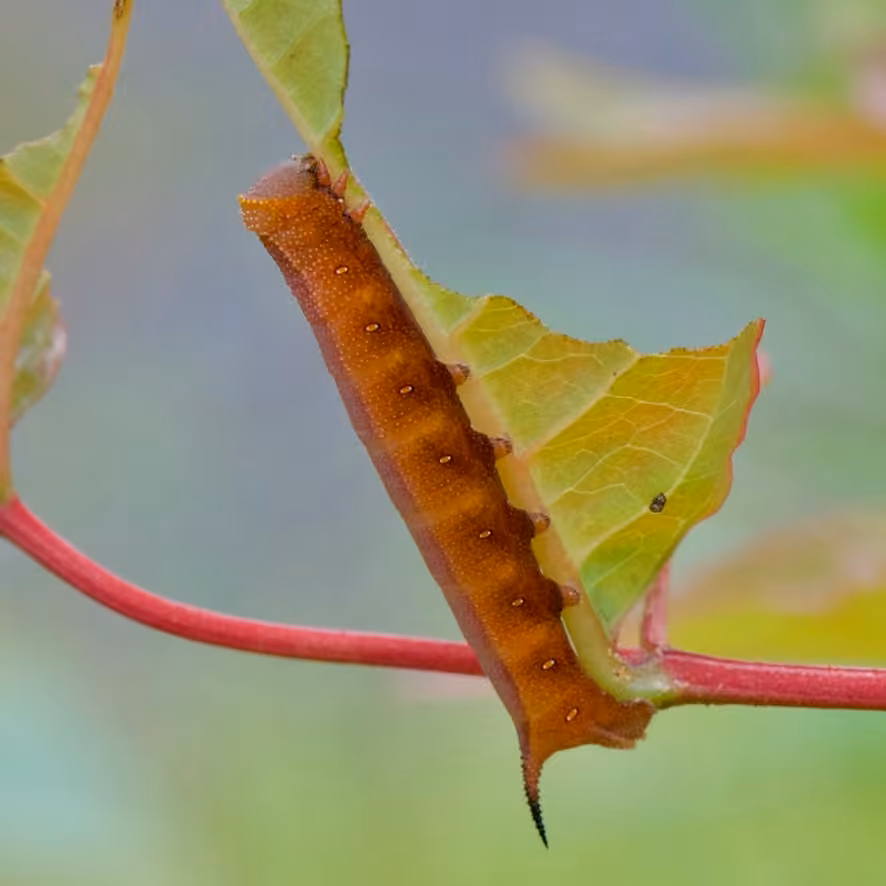 Diervilla Clearwing, Chenille