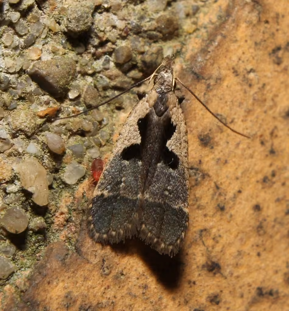 Hairy Dichomeris Moth, photo 1 sur 5