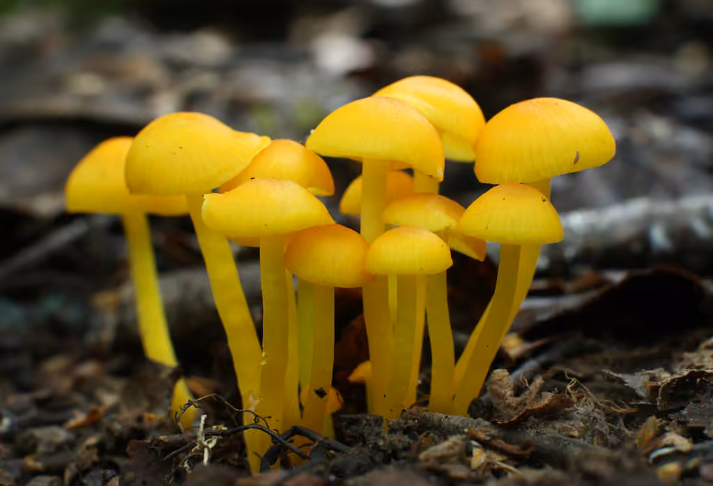 Hygrophore cireux, photo 1 sur 5
