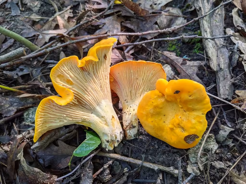 Ghost chanterelle, photo 3 sur 5