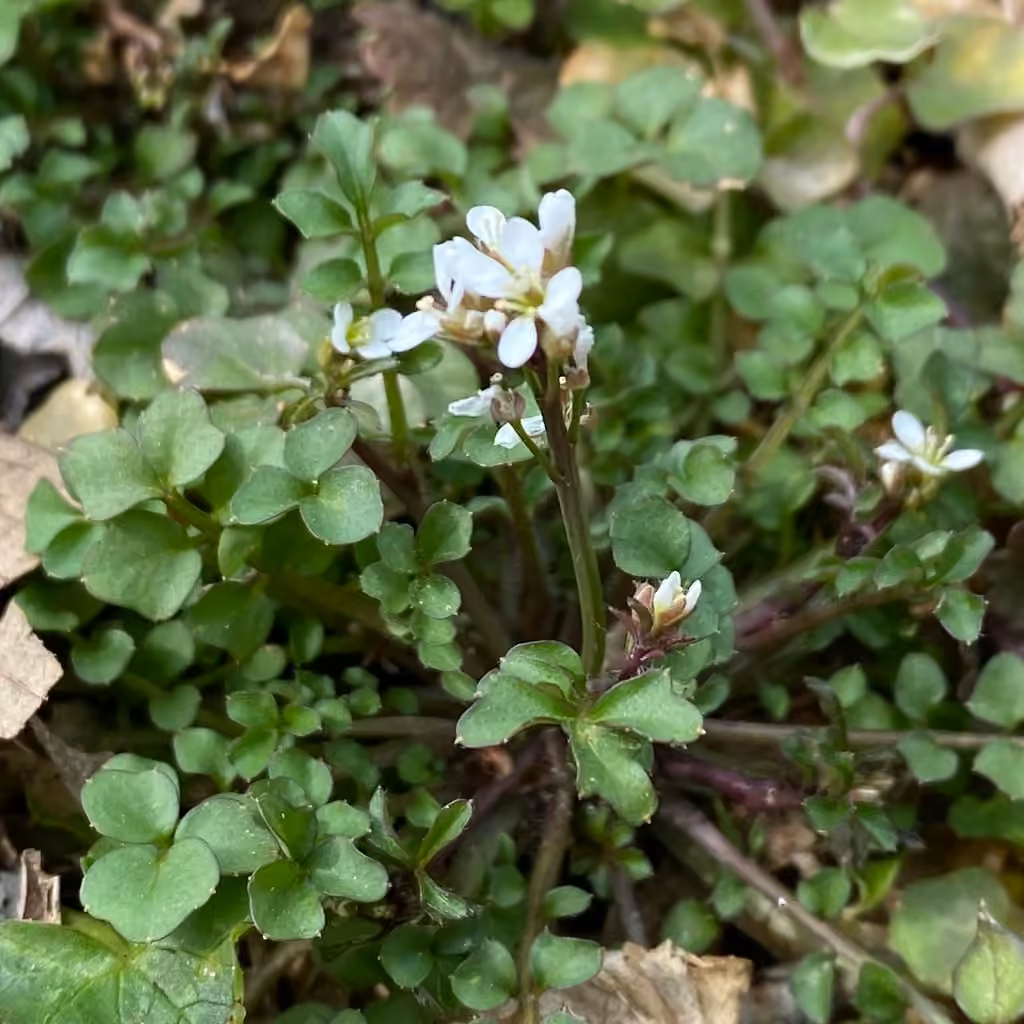 Hairy bittercress, photo 1 of 5
