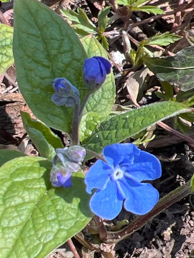 Omphalodès du printemps, photo 3 sur 5