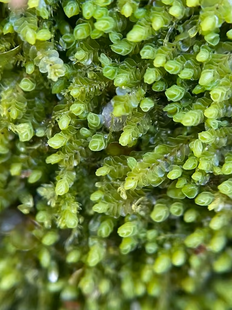 Jongermanne hyaline