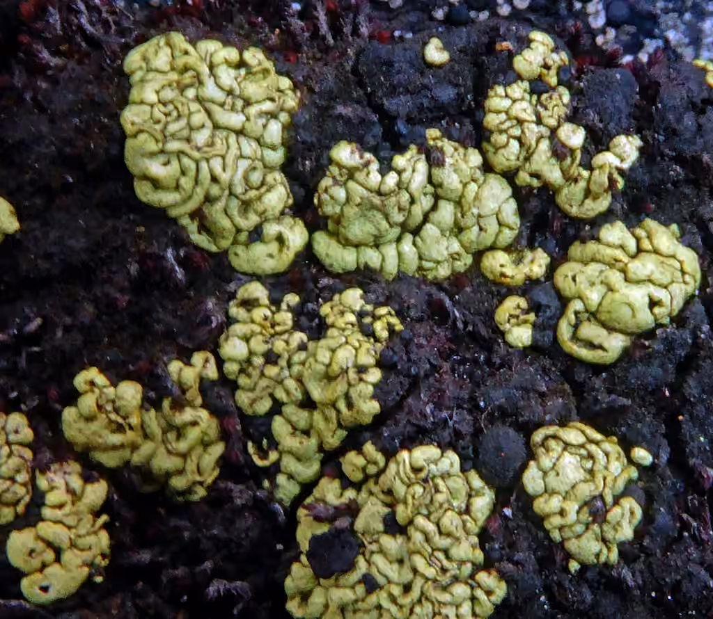 Arthrorhaphe alpine