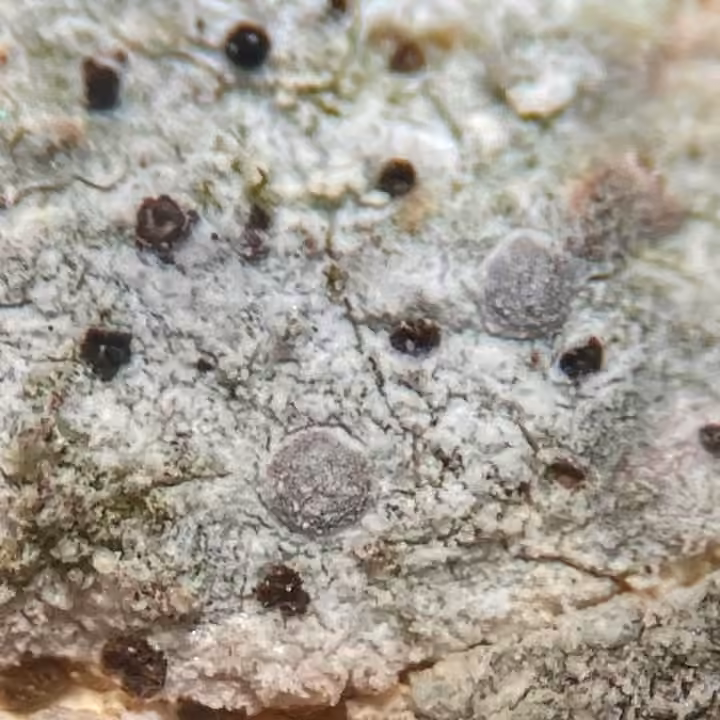 Lichen tache de byssus, photo 2 sur 5