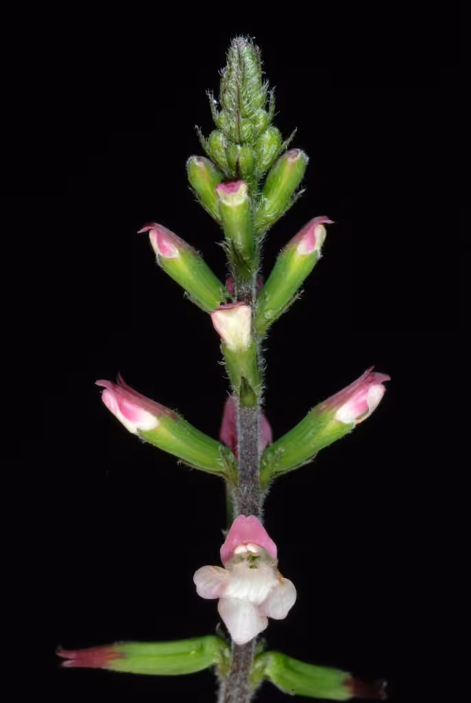 Phryma à épis grêles, En fleurs