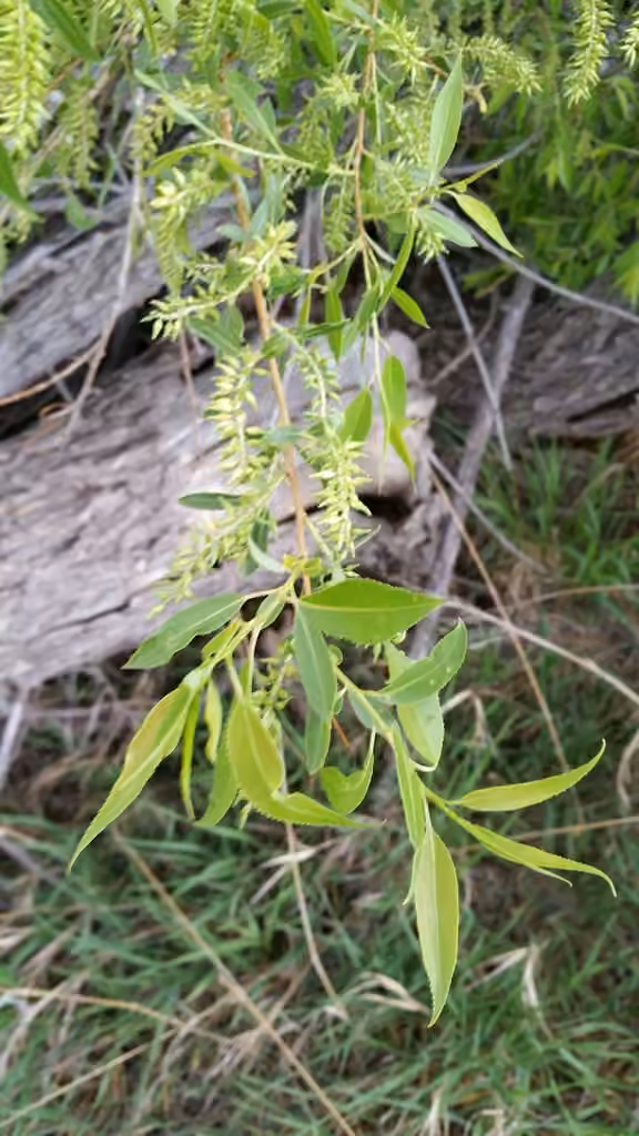 Saule à feuilles de pêcher, En fruits