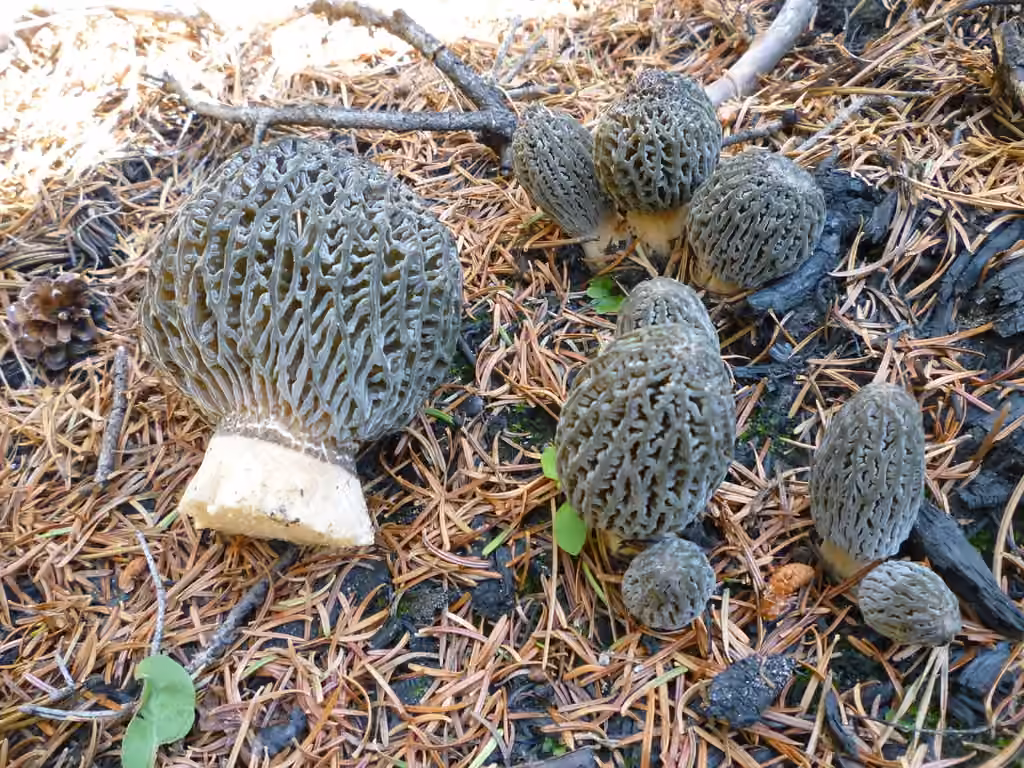 Morchella exuberans