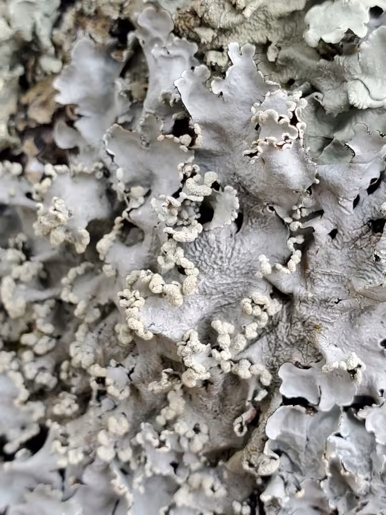 Margarite parmotrema lichen, photo 3 of 5