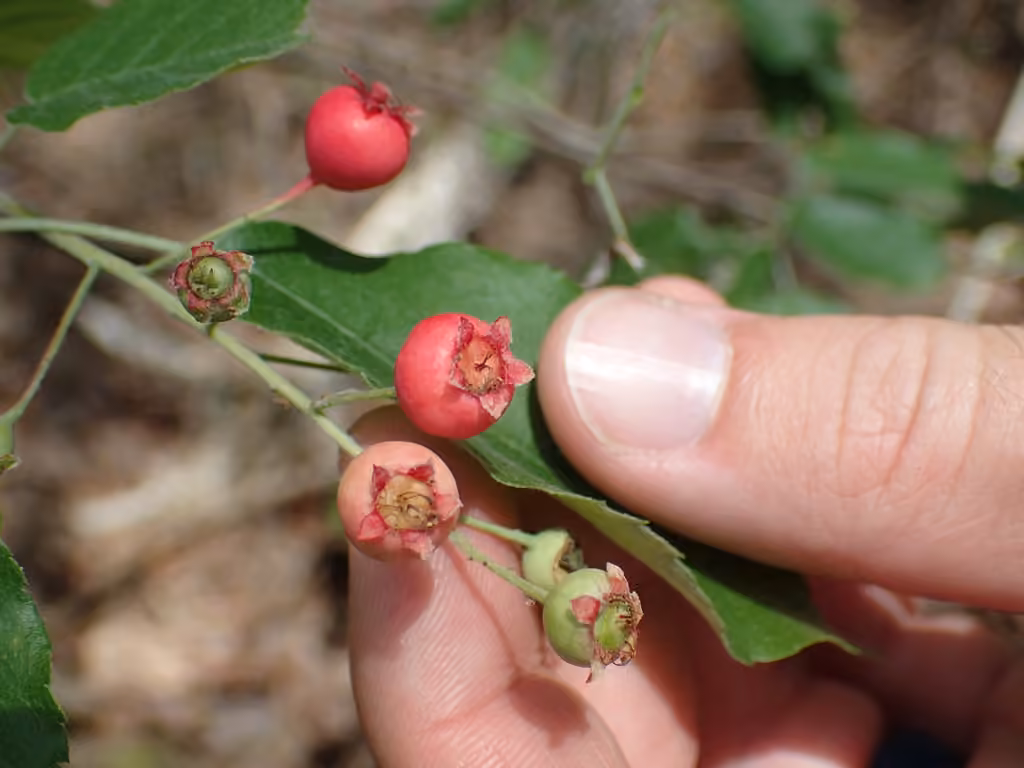 Downy serviceberry, In fruit