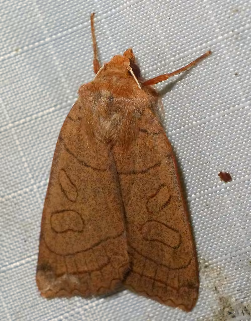 Unsated Sallow, Adulte