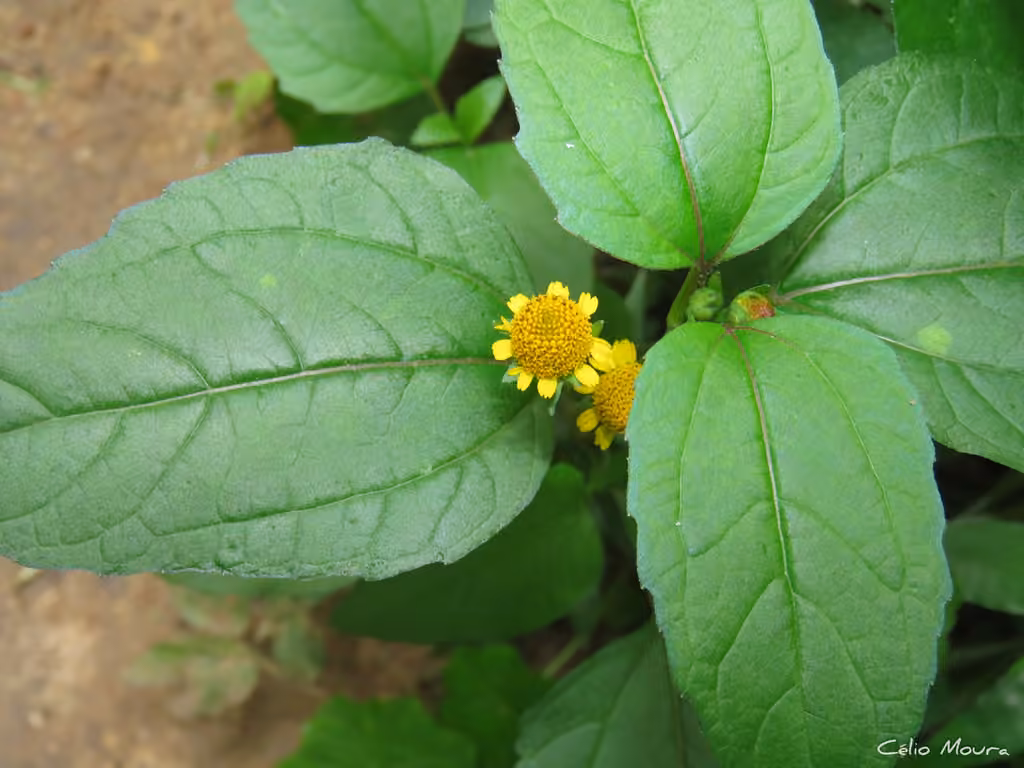 Brazilian cress, In flower