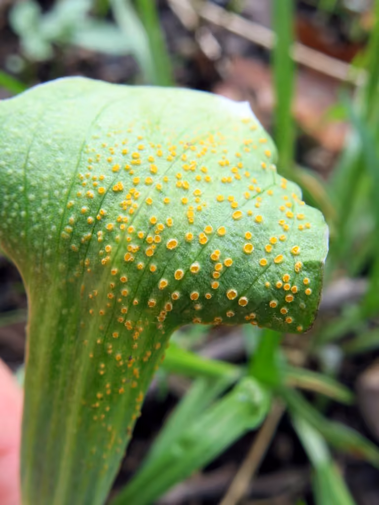 Jack-in-the-Pulpit Rust, photo 1 sur 5