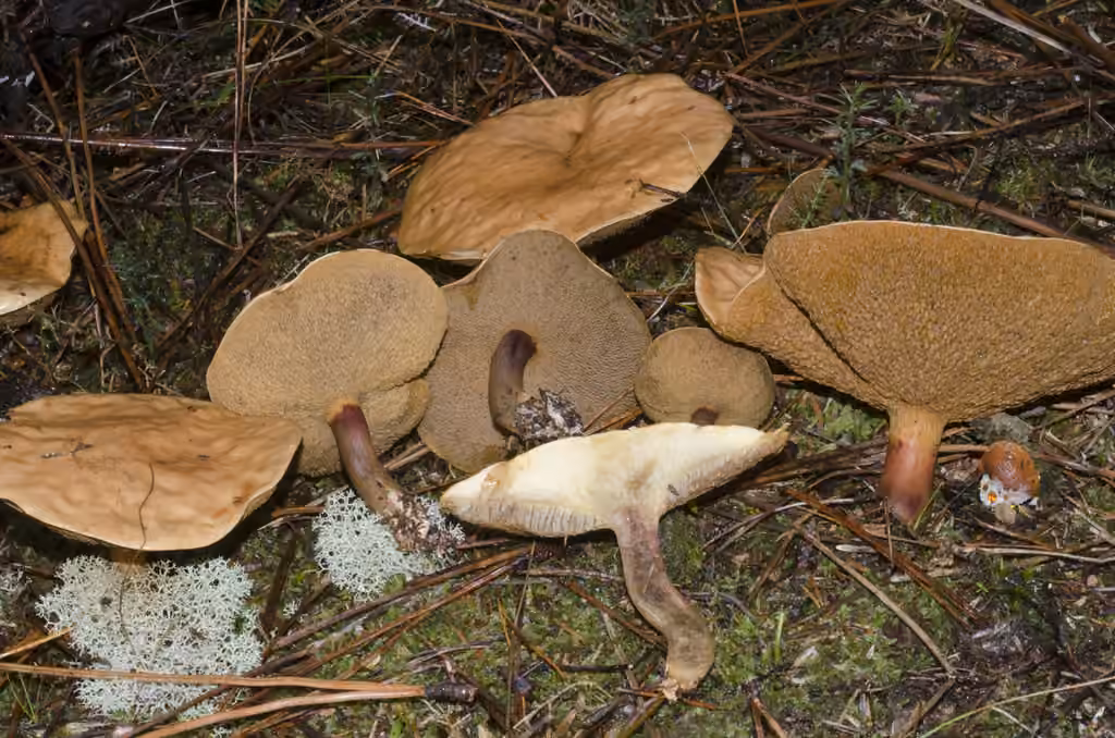 Bolet des bouviers, photo 1 sur 5