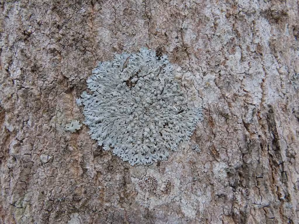 Physcie d'Amérique, photo 3 sur 5
