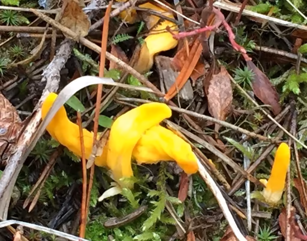 Mitrule jaune d'oeuf, photo 2 sur 5