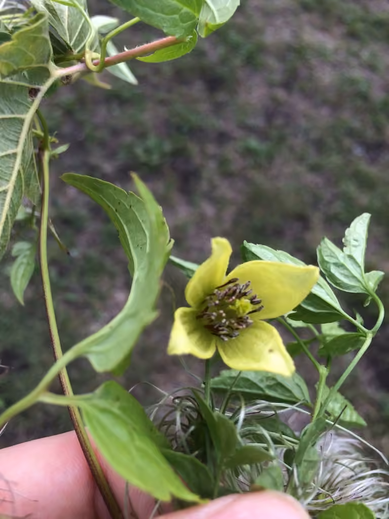 Hermitgold clematis, photo 3 of 3