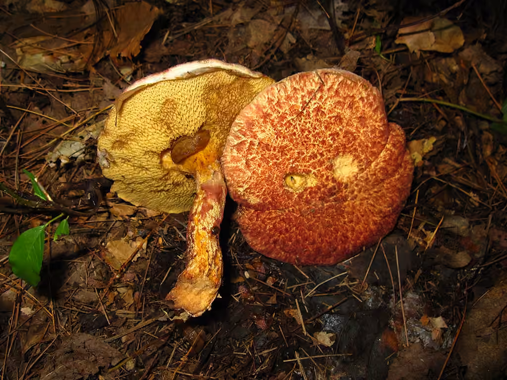Bolet peint, photo 3 sur 5