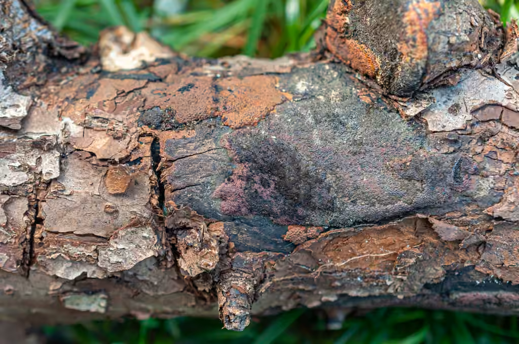 Hypoxylon macrocarpum