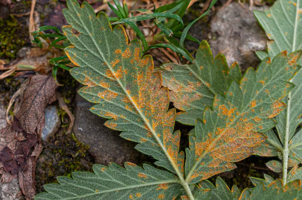 Agrimony Rust, photo 1 sur 5