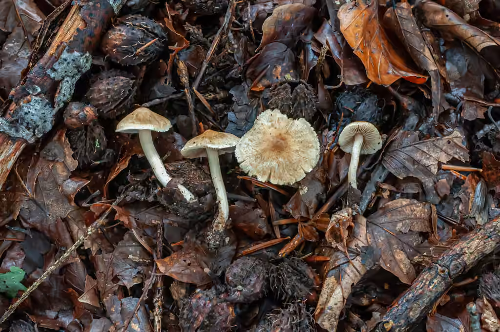 Inocybe à odeur d'amandes amères, photo 1 of 5