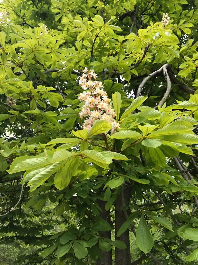 Horse chestnut