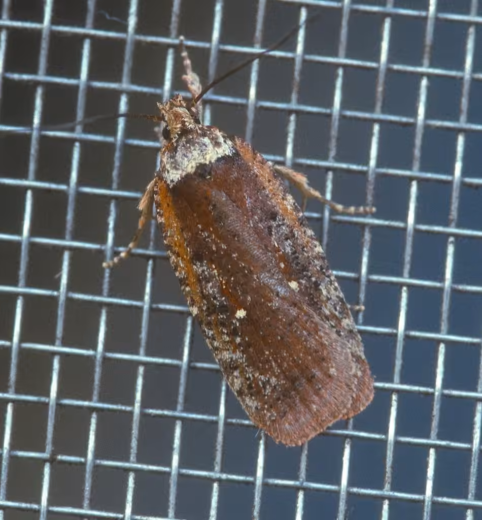 Walsingham's Agonopterix Moth, Adult