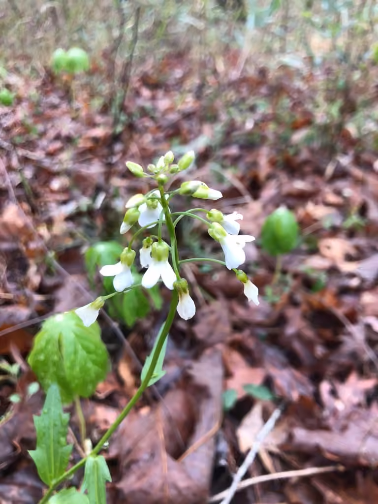 Cardamine bulbeuse, En fleurs