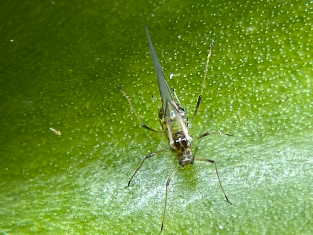 Foxglove Aphid, Adult female