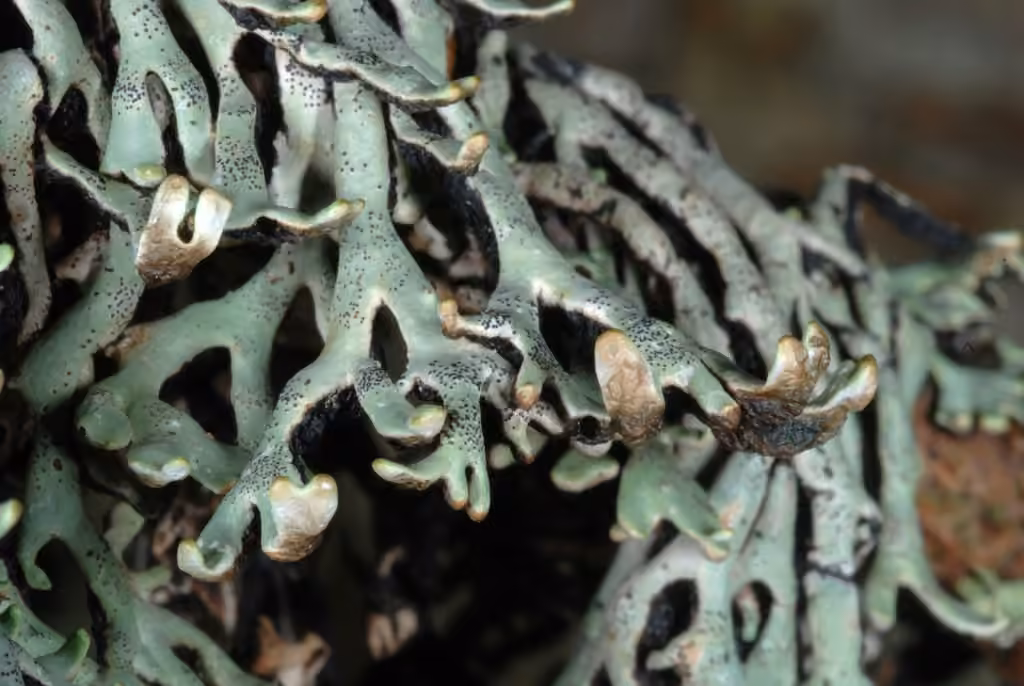 Freckled Tube Lichen, photo 2 of 5