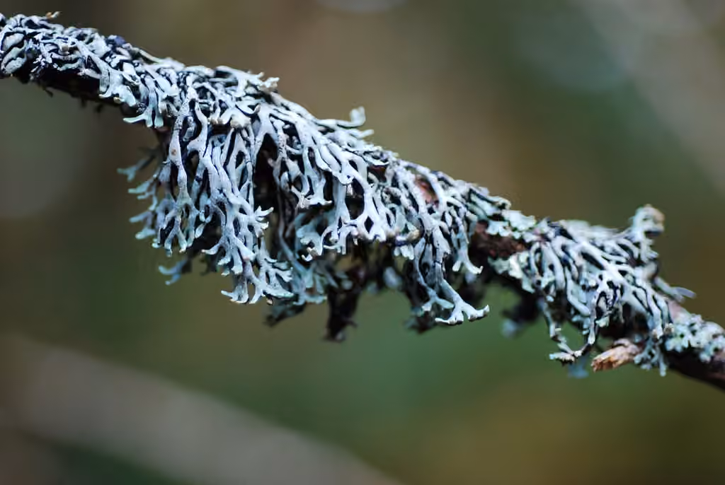Freckled Tube Lichen, photo 3 of 5