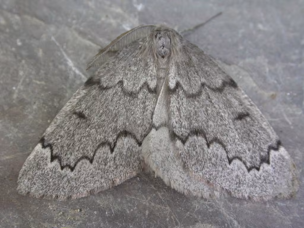 Boreal Pine Looper Moth, Adult