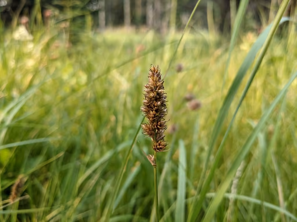 Carex de Sartwell, En fruits