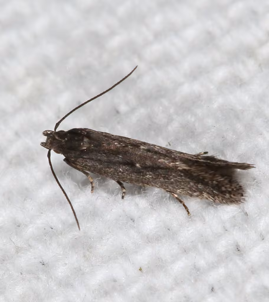 Aproaerema palpilineella, Adulte