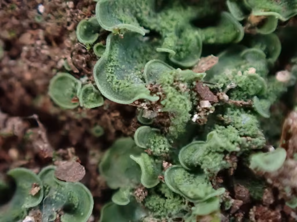 Clam lichen, photo 3 of 5