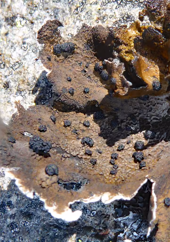 Blistered Rock Tripe, photo 3 of 5