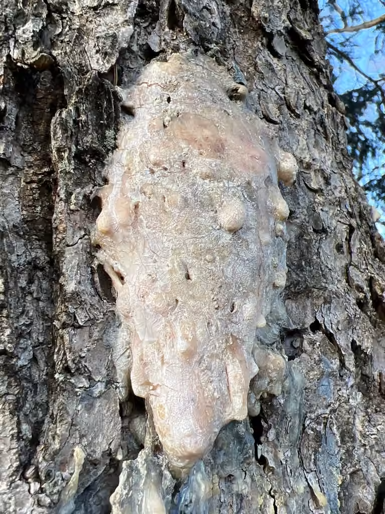Pitch Mass Borer Moth, Pupa