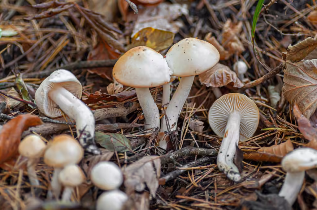 Hygrophore à disque jaune, photo 3 sur 5
